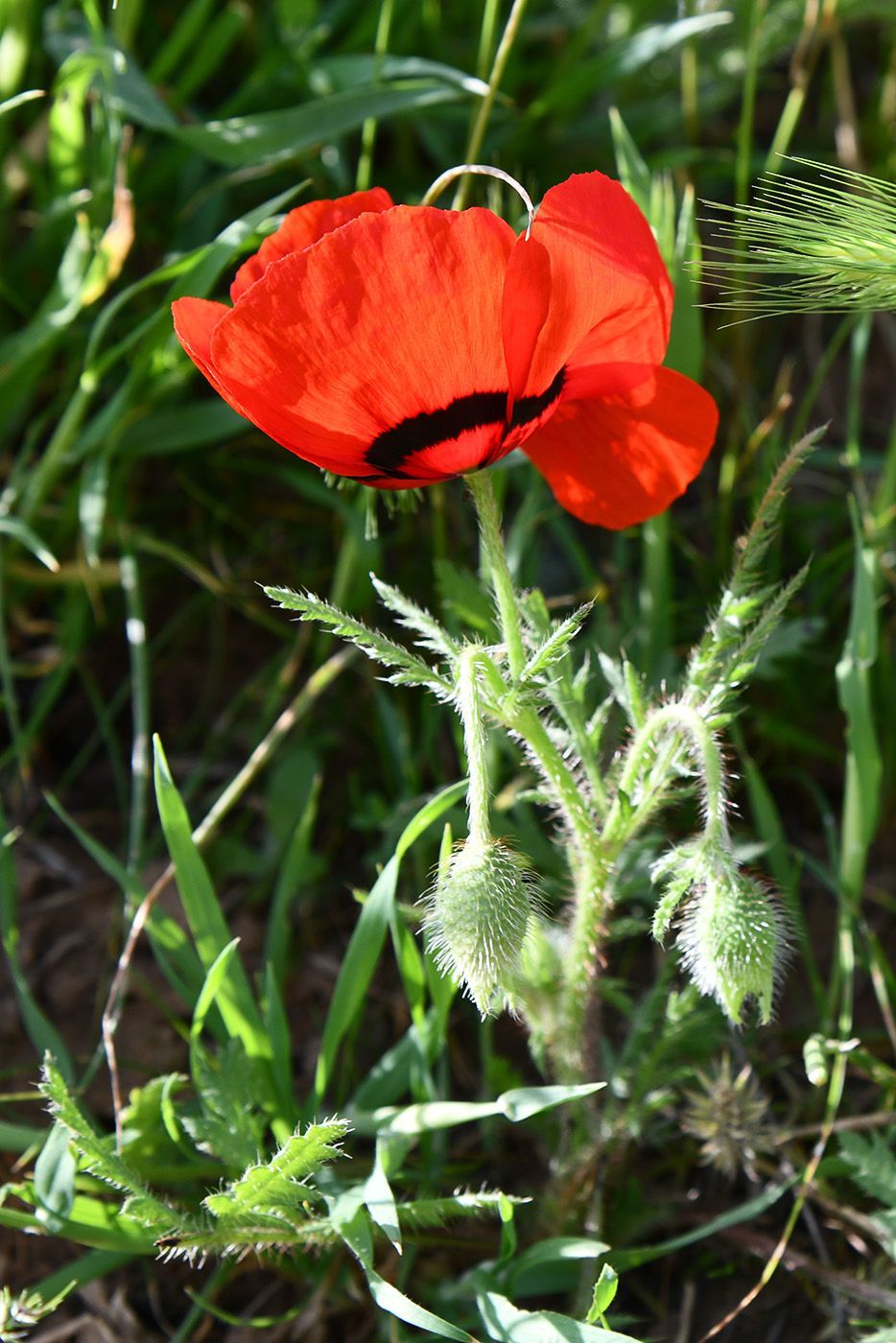 Image of Papaver pavoninum specimen.