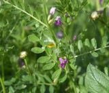Vicia angustifolia. Часть побега с цветками. Грузия, Самцхе-Джавахети, г. Ахалцихе, восточная окраина города, луг у моста. 17 мая 2025 г.