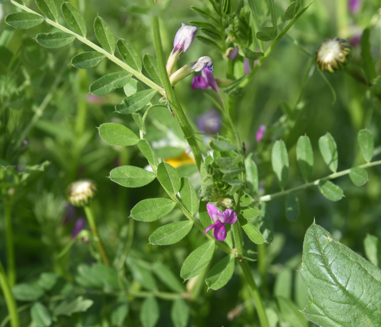 Image of Vicia angustifolia specimen.