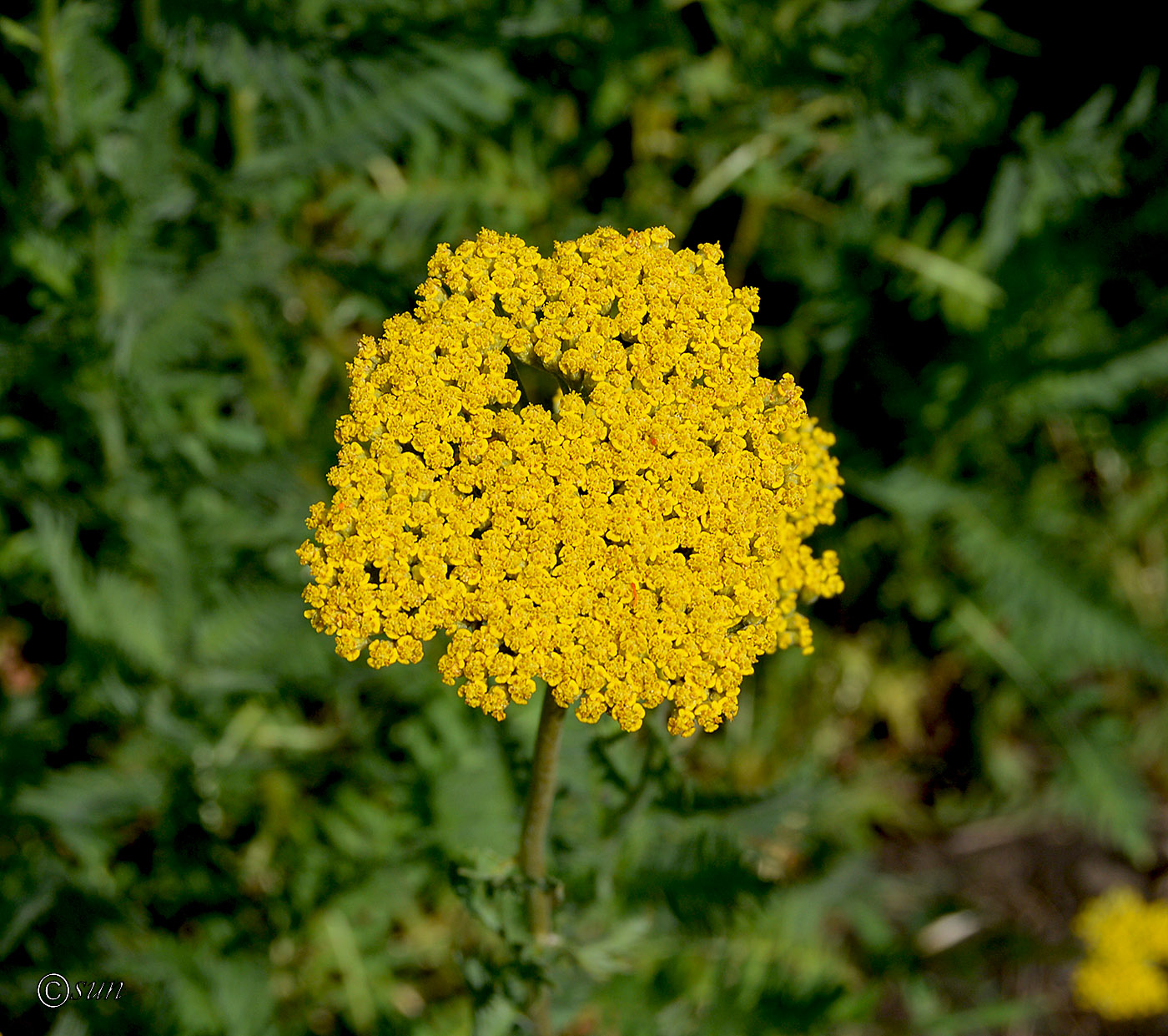 Image of Achillea filipendulina specimen.