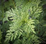 Ambrosia artemisiifolia. Верхушка вегетирующего растения. Ростовская обл., окр. г. Донецк, разнотравный луг. 14.06.2025.