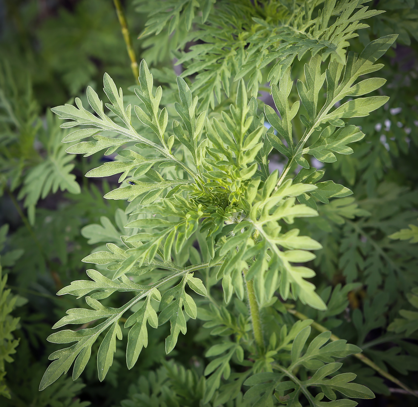 Image of Ambrosia artemisiifolia specimen.
