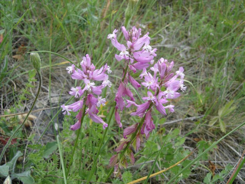 Image of Polygala major specimen.