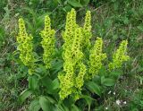 Veratrum lobelianum