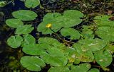 Nuphar lutea