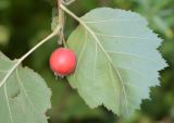 Crataegus submollis. Верхушка побега с листом и плодом. Узбекистан, г. Ташкент, Ботанический сад им. Ф.Н. Русанова, в культуре. 04.08.2025.