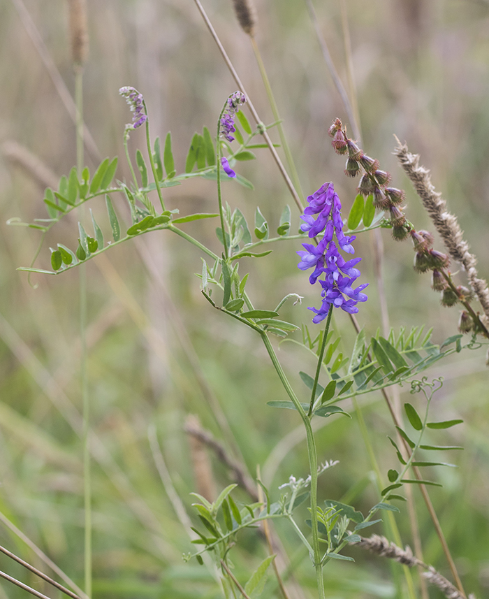 Изображение особи Vicia cracca.