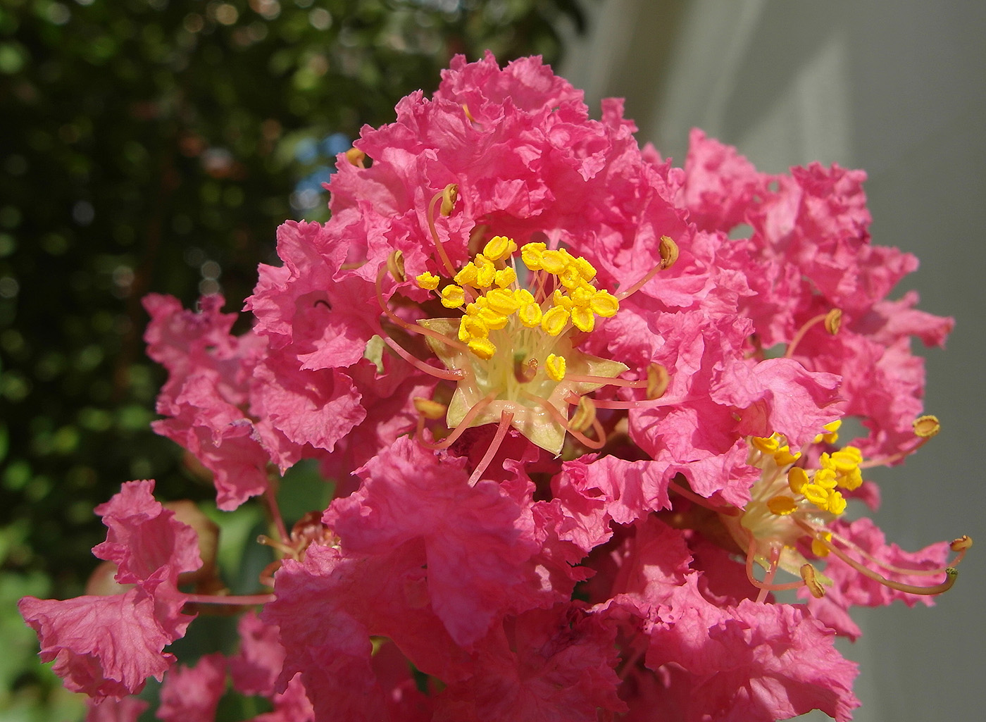 Изображение особи Lagerstroemia indica.