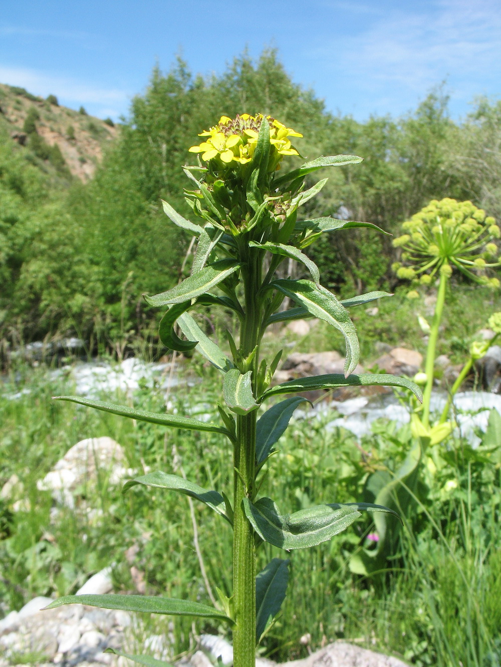 Изображение особи Erysimum hieraciifolium.