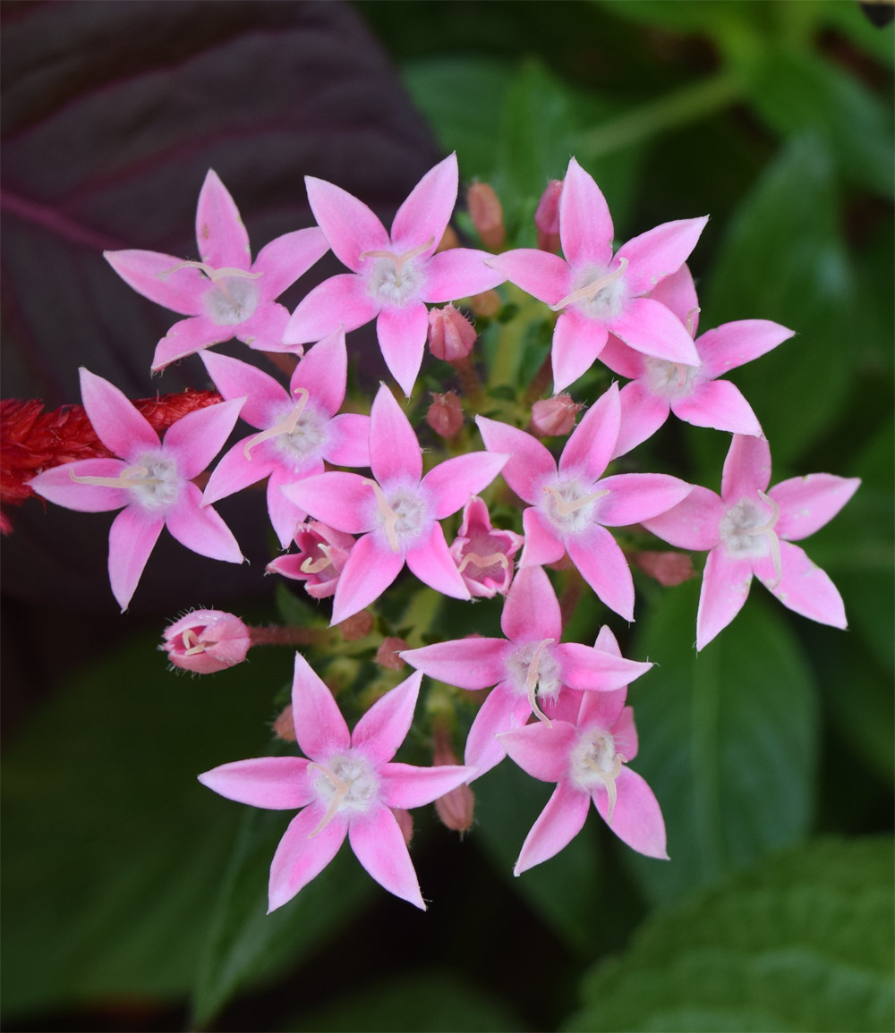 Изображение особи Pentas lanceolata.
