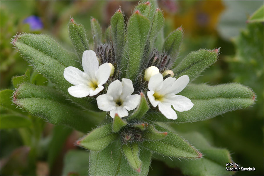 Image of Buglossoides rochelii specimen.