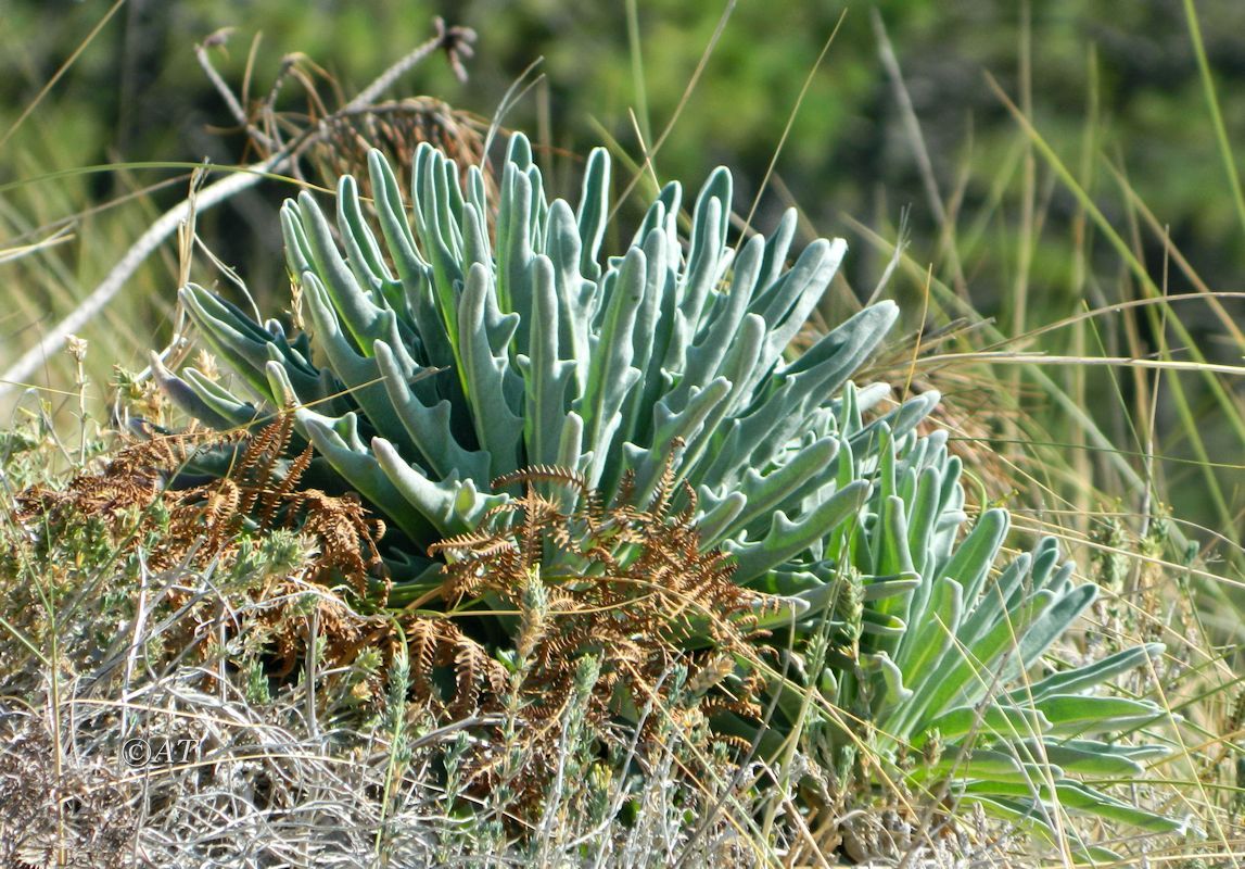 Image of Matthiola sinuata specimen.