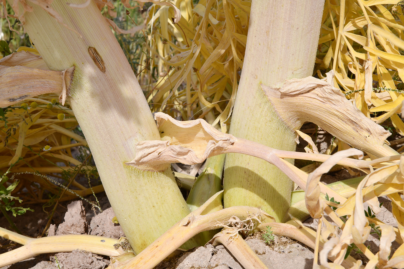 Изображение особи Ferula foetida.