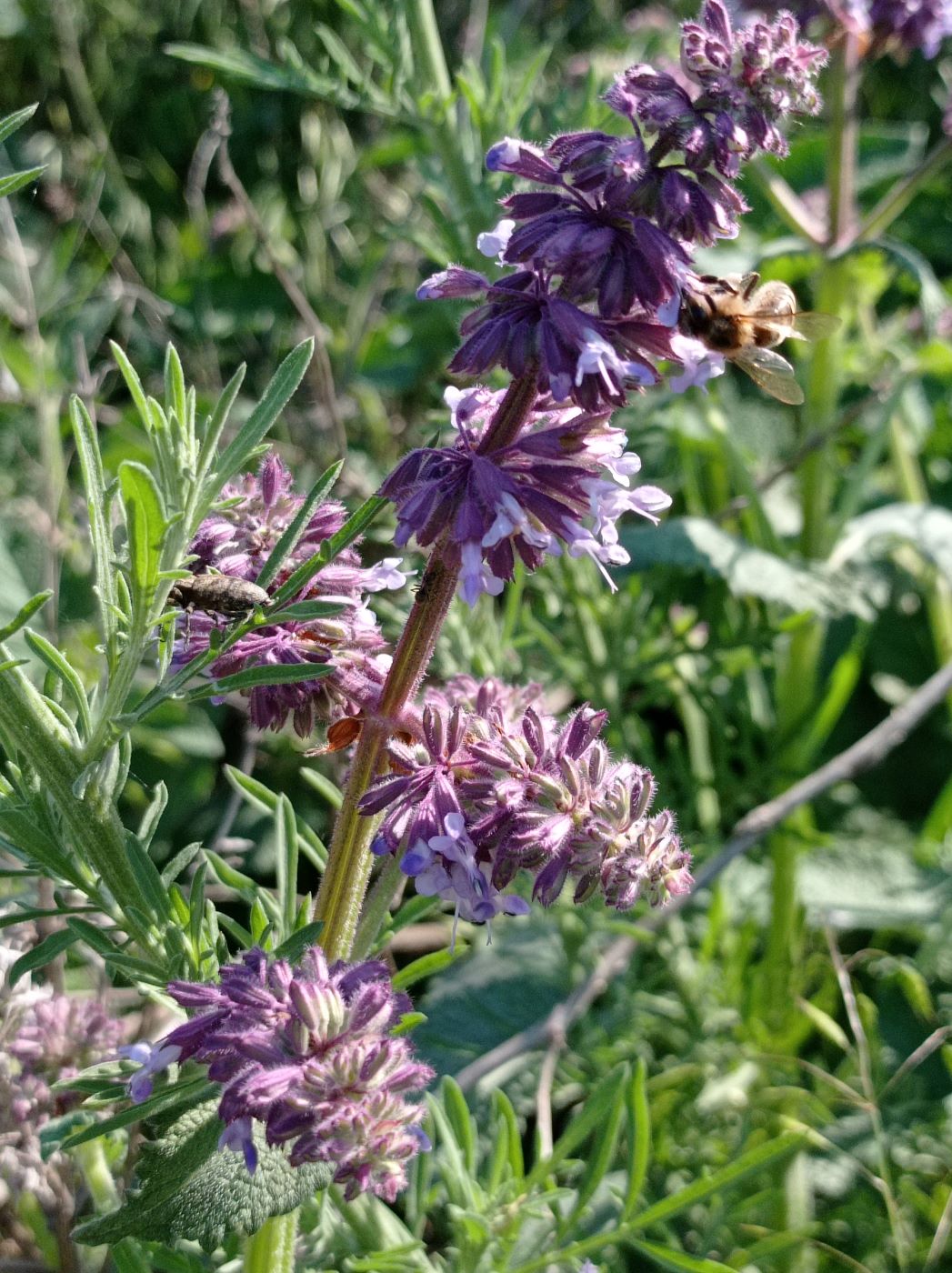 Изображение особи Salvia verticillata.