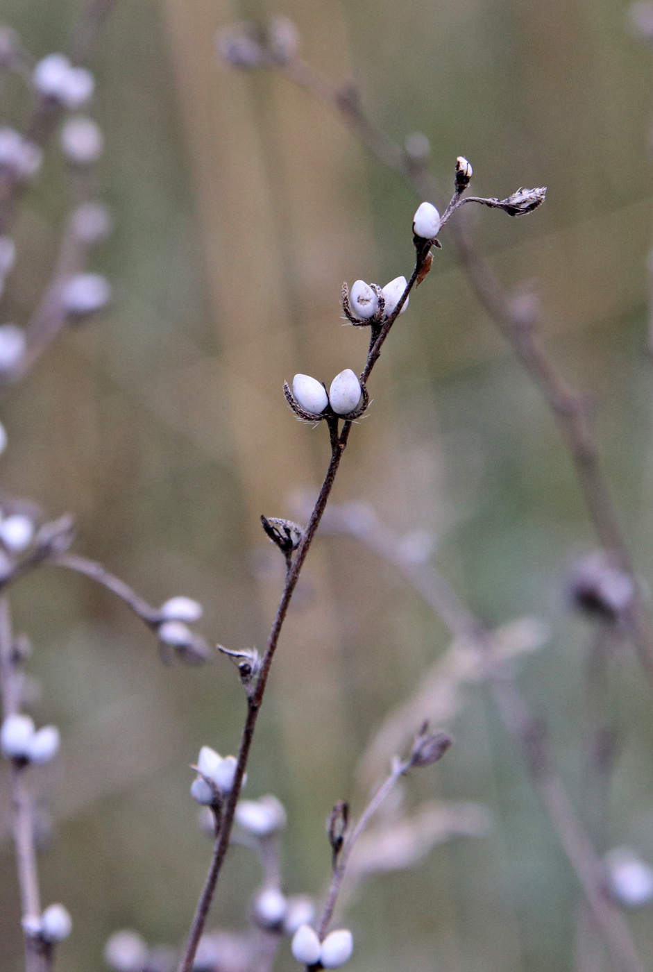 Image of Lithospermum officinale specimen.