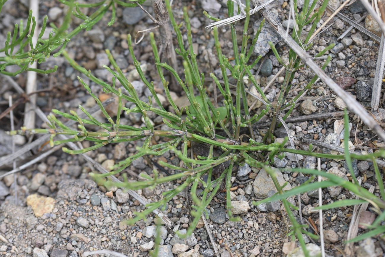 Image of genus Equisetum specimen.