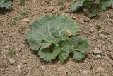 Rheum ribes. Цветущее растение. Турция, ил Хаккари, верховья р. Бейазсу, Кырыкдаг Яйла, правый борт долины в 700 м ниже базового лагеря, выс. ок. 2500 м н.у.м., на склоне. 24 мая 2025 г.