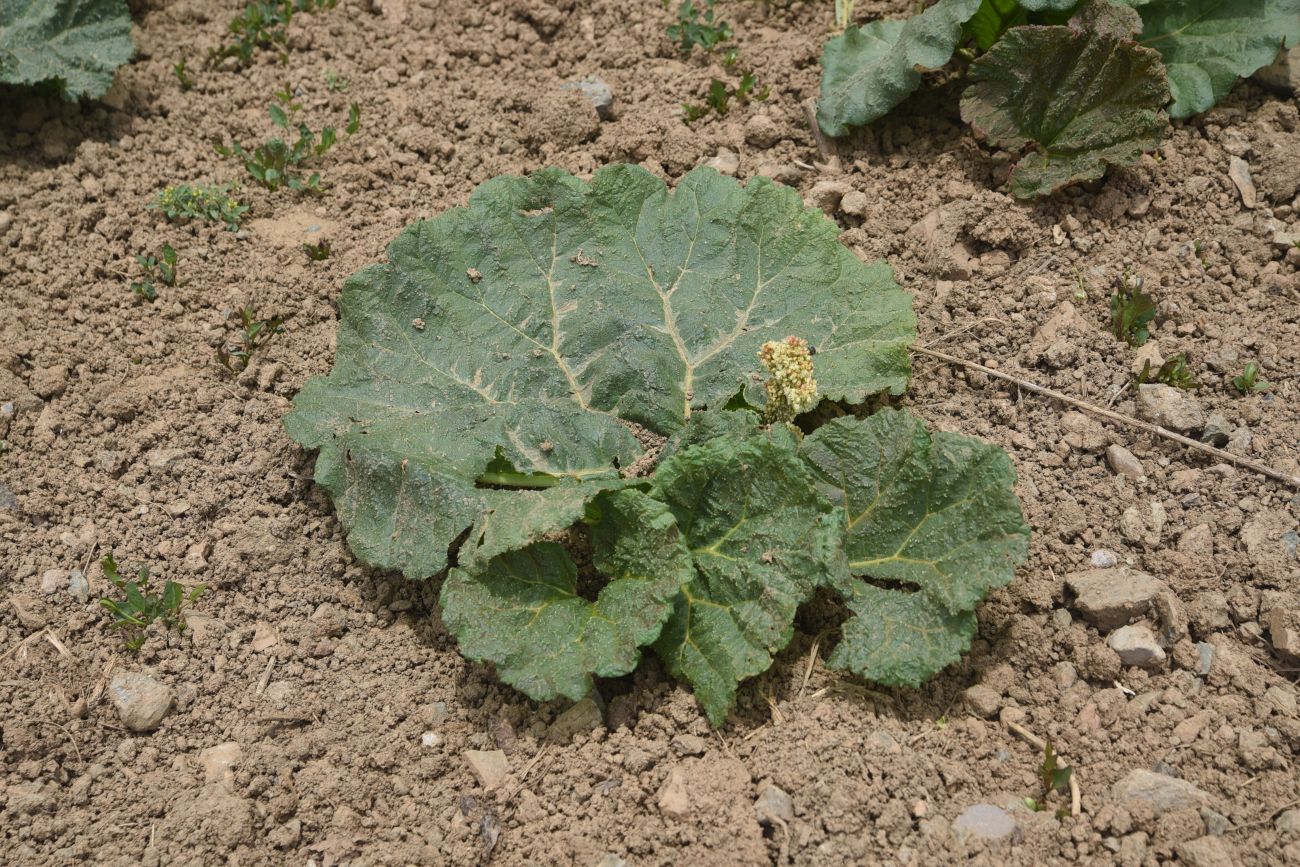 Изображение особи Rheum ribes.