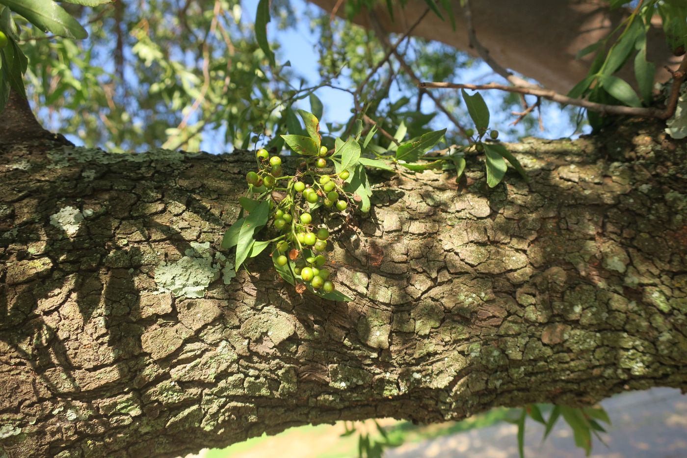 Image of Searsia lancea specimen.