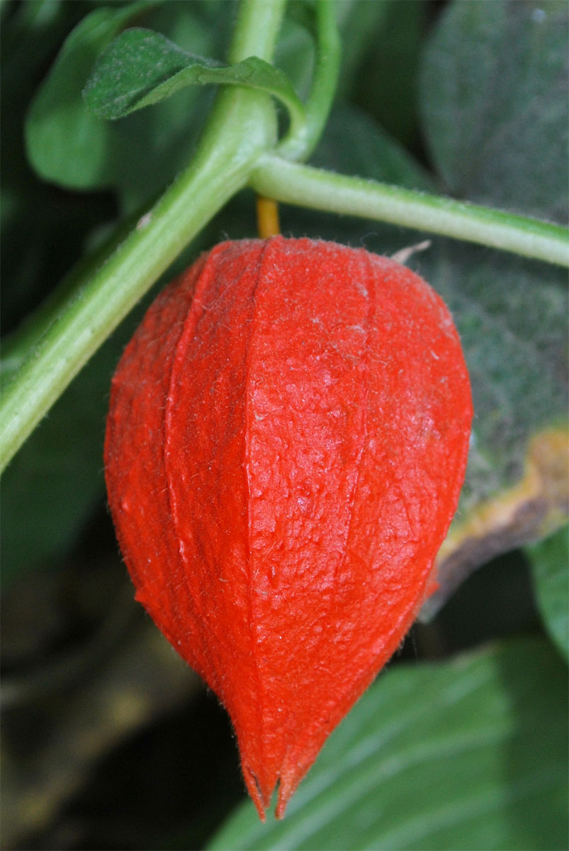 Изображение особи Alkekengi officinarum.