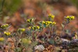 Alyssum turkestanicum var. desertorum