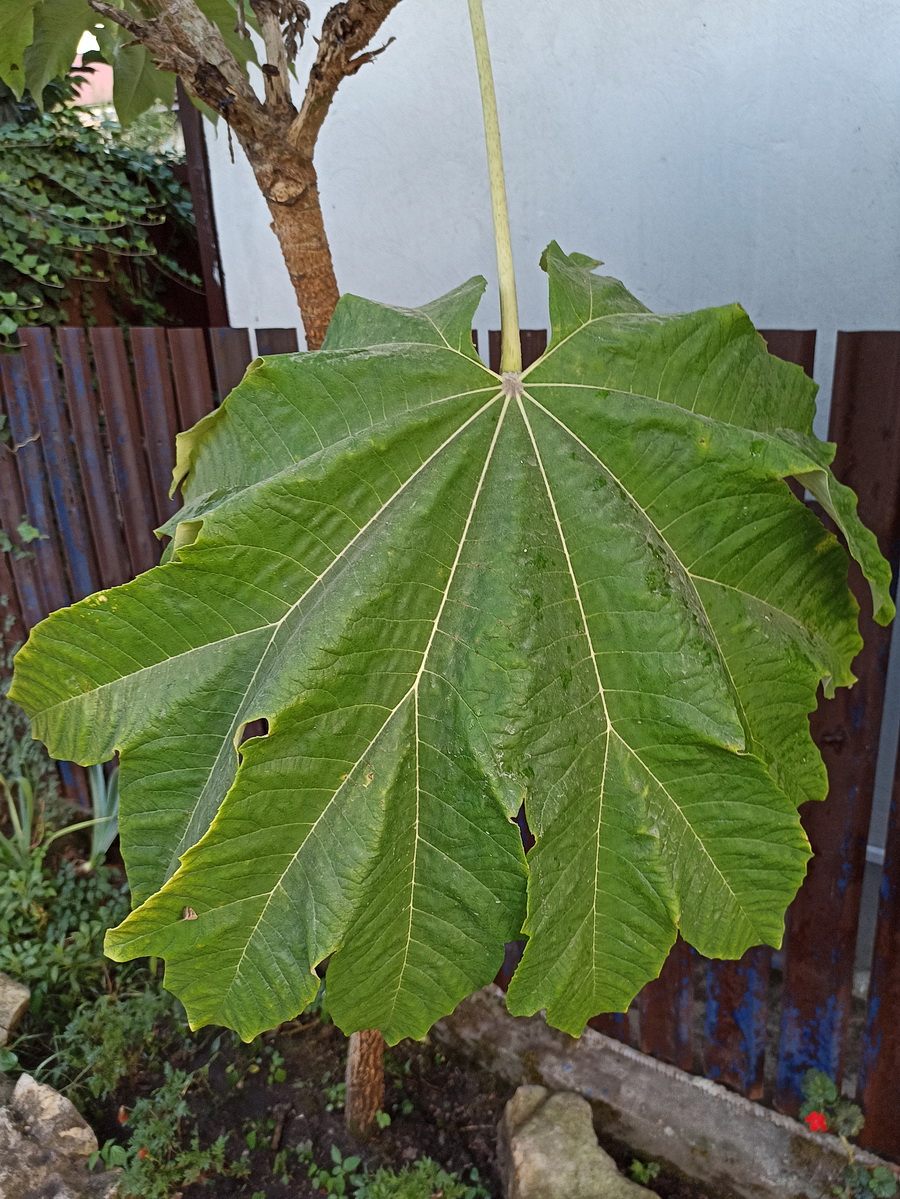 Изображение особи Tetrapanax papyrifer.