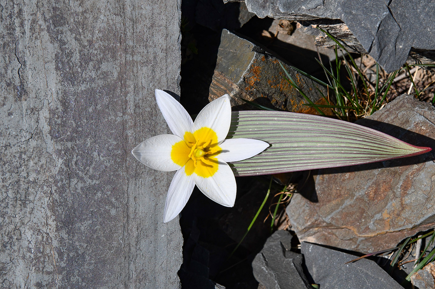 Изображение особи Tulipa regelii.