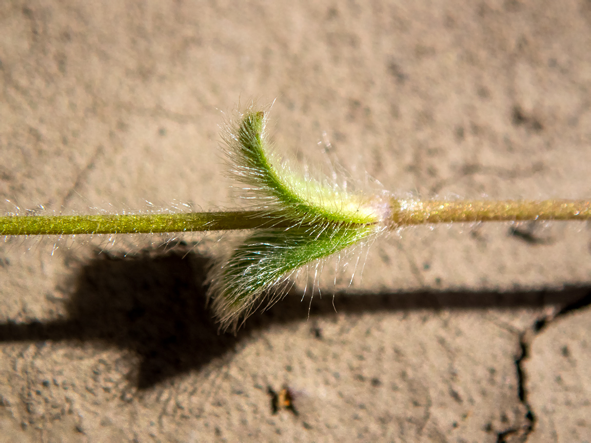 Изображение особи Cerastium brachypetalum ssp. tauricum.