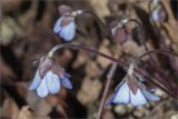 Hepatica nobilis. Цветки. Ленинградская обл., Ломоносовский р-н, дол. р. Шингарка, берег р. Фабричная Речка, смешанный лес с преобладанием клёна (Acer platanoides). 08.04.2026.