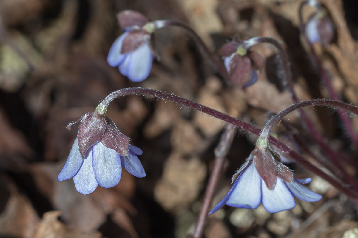 Изображение особи Hepatica nobilis.