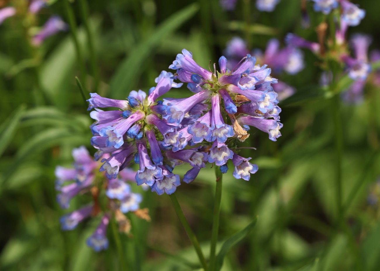 Image of Penstemon procerus specimen.