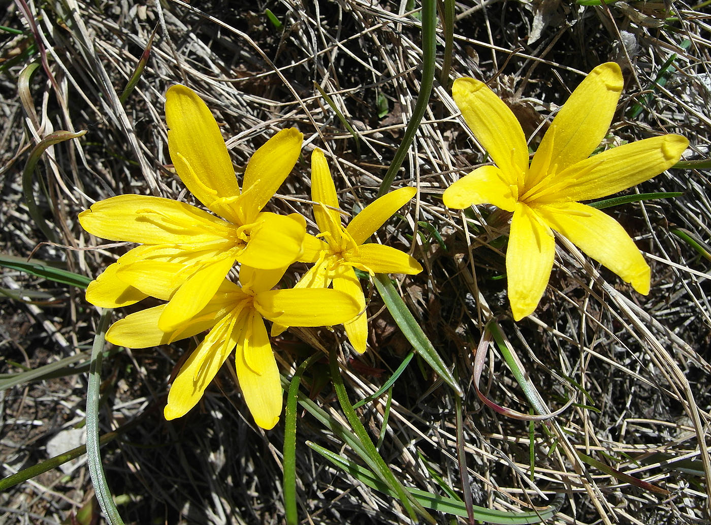 Image of Colchicum luteum specimen.
