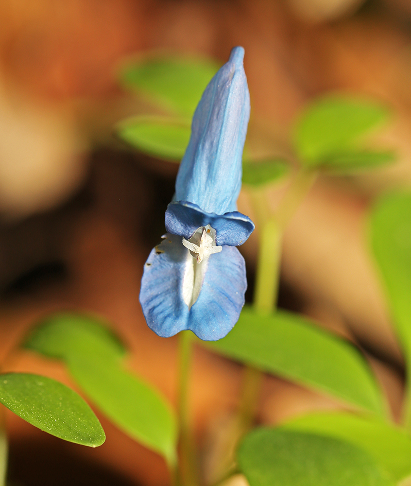 Изображение особи Corydalis ussuriensis.