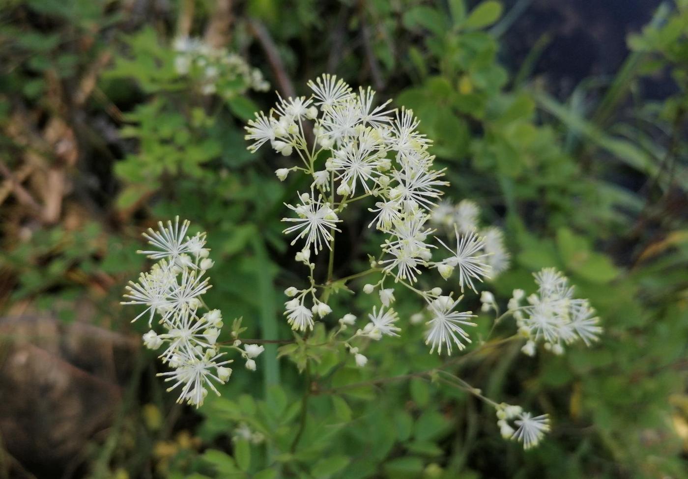Image of genus Thalictrum specimen.