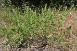 Scutellaria albida. Цветущие растения. Крым, Севастополь, берег р. Сухая, поляна в лиственном лесу. 12.06.2026.