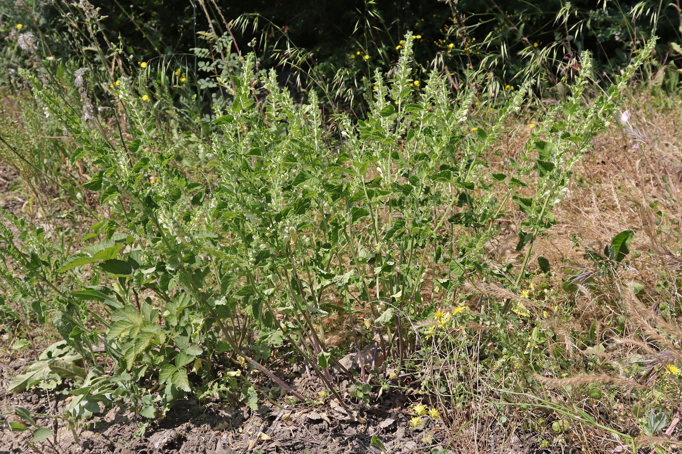 Изображение особи Scutellaria albida.