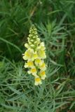 Linaria vulgaris. Верхушка цветущего растения. Московская обл., г. о. Пущино, городской газон. 05.07.2026.