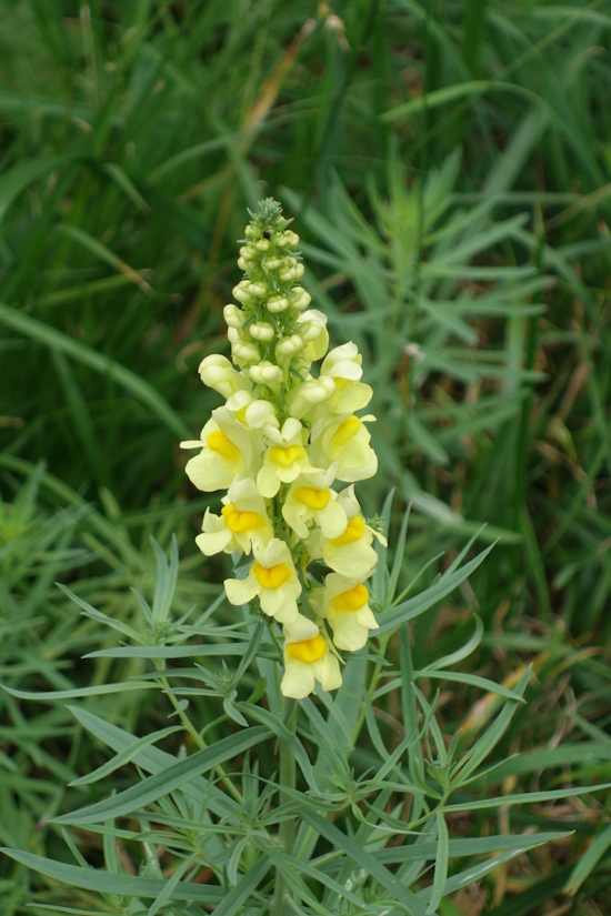 Image of Linaria vulgaris specimen.
