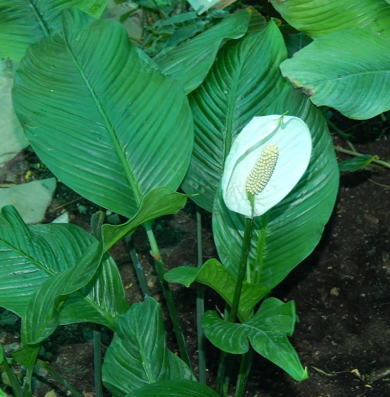 Image of Spathiphyllum wallisii specimen.
