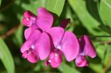 Lathyrus latifolius. Цветки. Узбекистан, г. Ташкент, Ботанический сад им. Ф.Н. Русанова, в культуре. 25.07.2026.