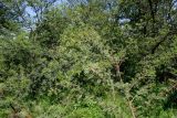 Vachellia karroo. Цветущее растение и плодоносящее растение. ЮАР, пров. Гаутенг, пригород Киблер Парк (Kibler Park), природный запов. \"Клиприверсберг\" (Klipriviersberg Nature Reserve), саванна, экотропа Киперсол (Kiepersol Trail). 20.01.2025.