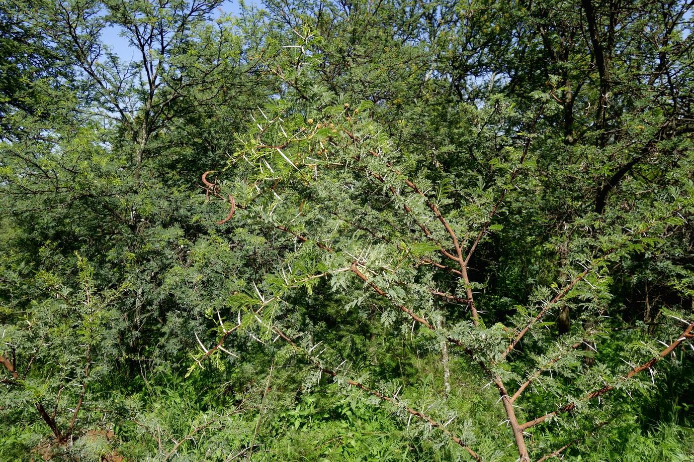 Изображение особи Vachellia karroo.