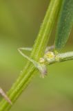 Vicia peregrina