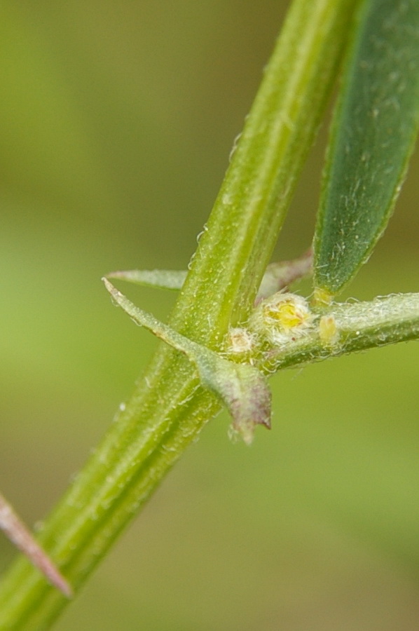 Image of Vicia peregrina specimen.