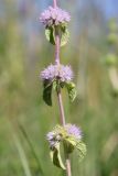 Mentha pulegium