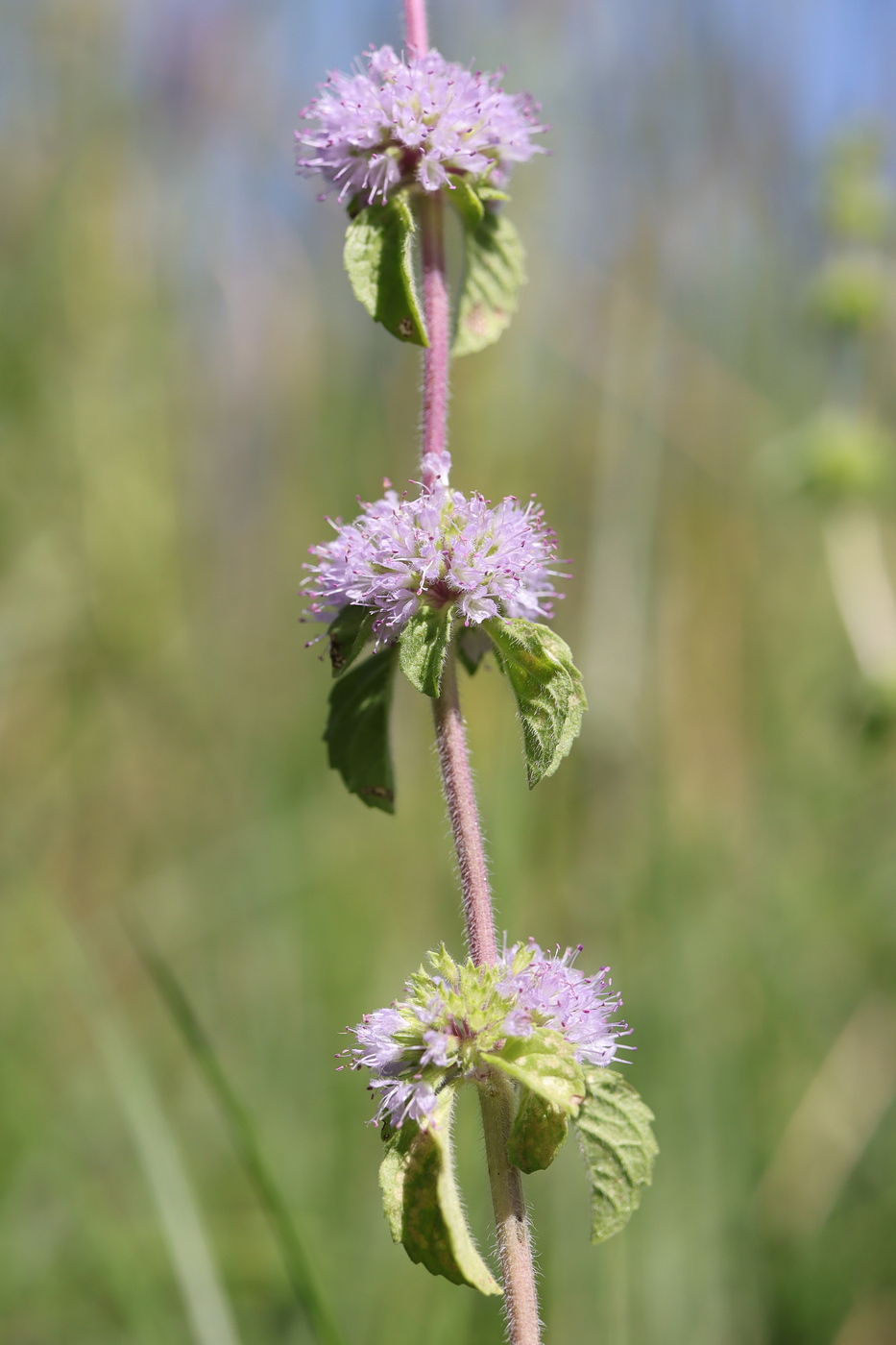 Изображение особи Mentha pulegium.