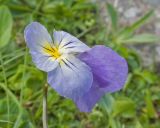 Viola oreades. Цветок. Кабардино-Балкария, Черекский р-н, дол. р. Туранашки, ≈ 2800 м н.у.м., моренные отложения. 28.07.2026.