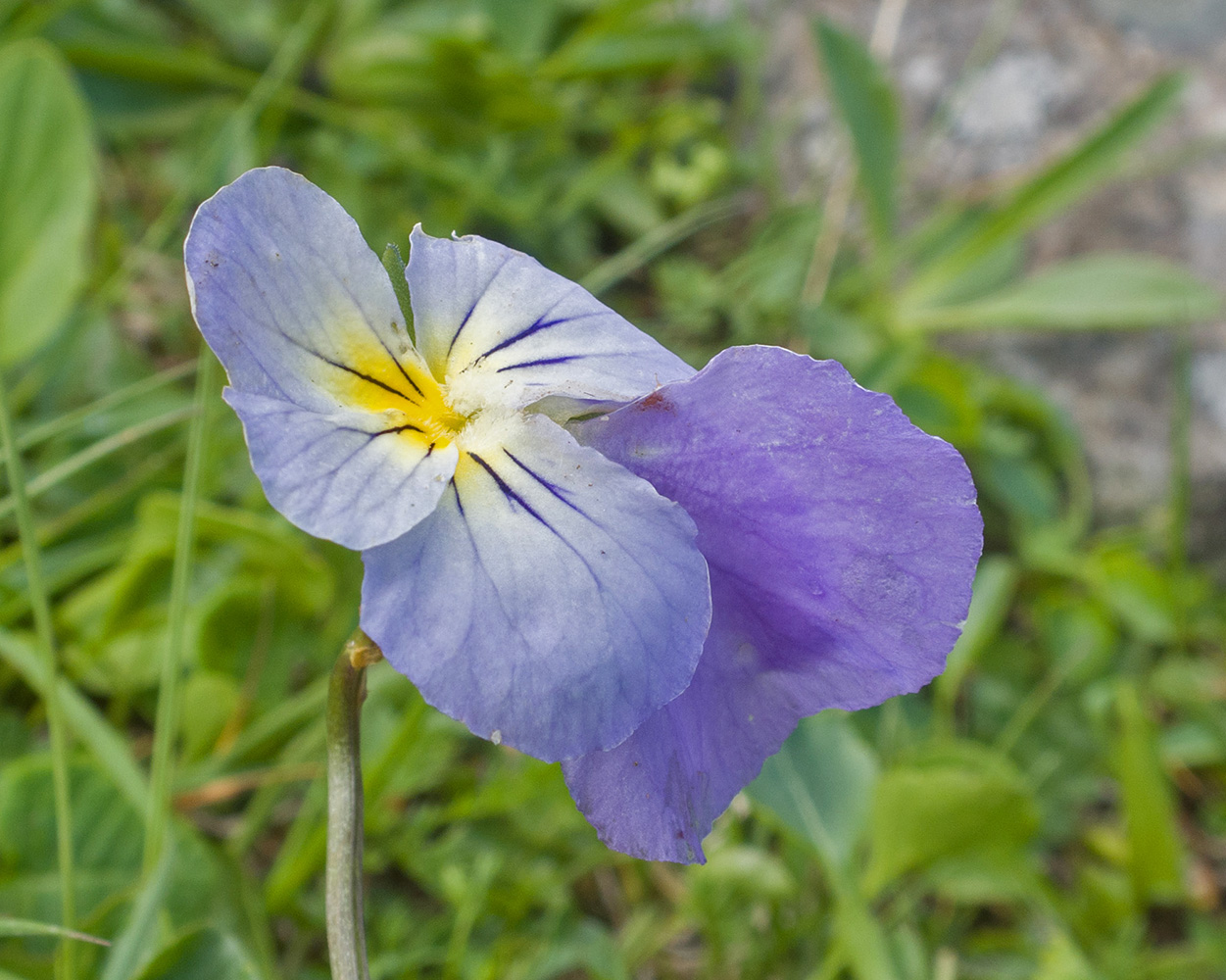 Изображение особи Viola oreades.