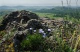 Campanula rotundifolia. Цветущее растение. Башкортостан, Абзелиловский р-н, Ташбулатовский сельсовет, хр. Кыктытау, на скальном останце. 12 июня 2025 г.