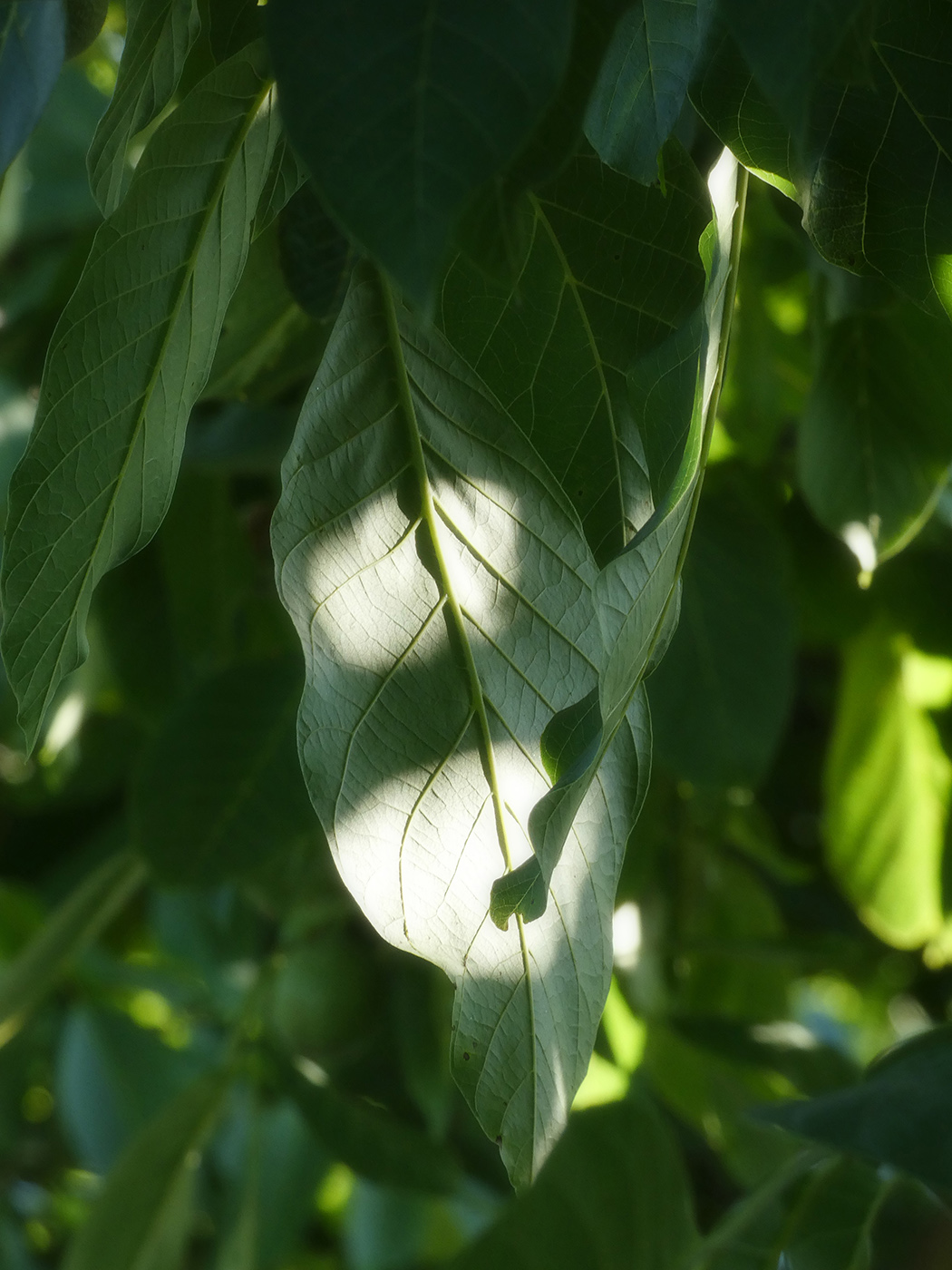 Изображение особи Juglans regia.